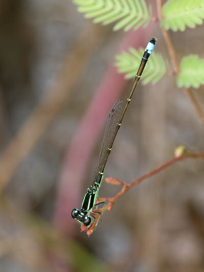 Ischnura capreolus (Tiny Forktail) male-2.jpg